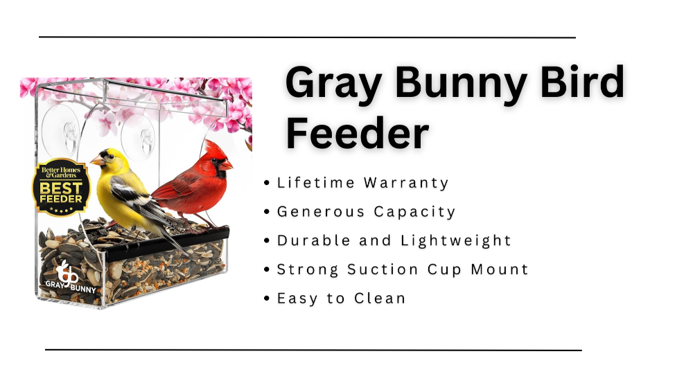 Window bird feeder